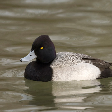 Lesser Scaup