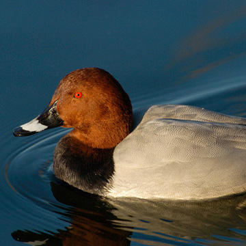 Common Pochard