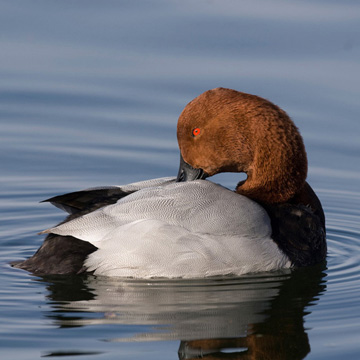 Common Pochard