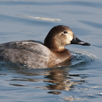 Common Pochard