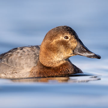 Common Pochard