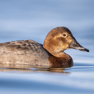 Common Pochard