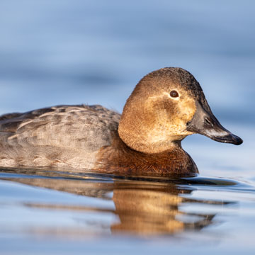 Common Pochard