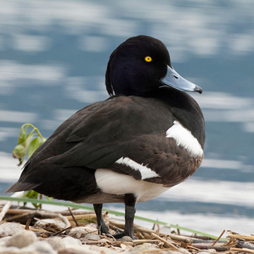 Tufted Duck