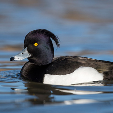 Tufted Duck