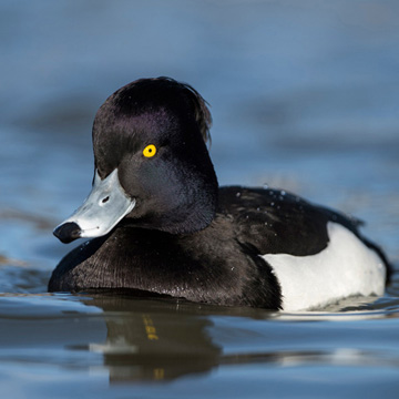 Tufted Duck