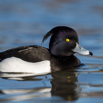 Tufted Duck