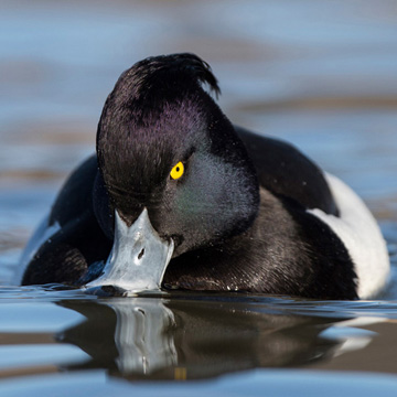 Tufted Duck