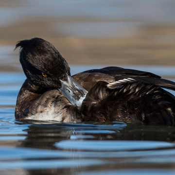 Tufted Duck