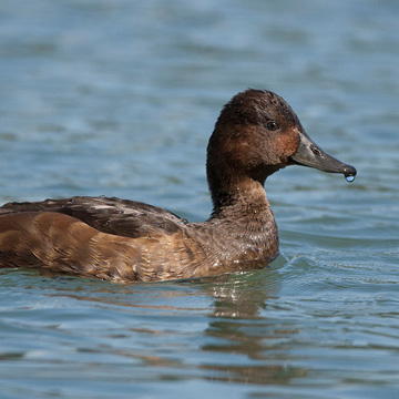 Ferruginous Duck