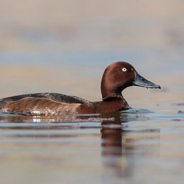 Ferruginous Duck