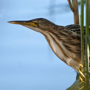 Little Bittern