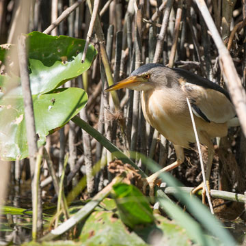 Little Bittern