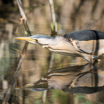 Little Bittern