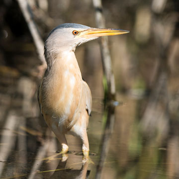 Little Bittern