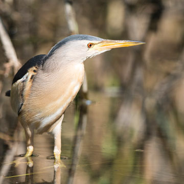 Little Bittern