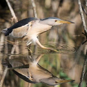 Little Bittern