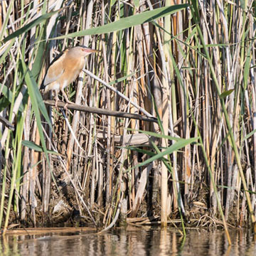 Little Bittern