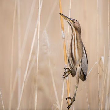 Little Bittern