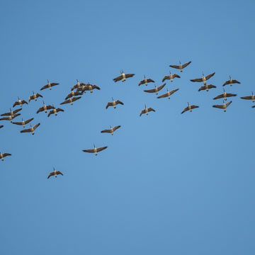 Canada Goose