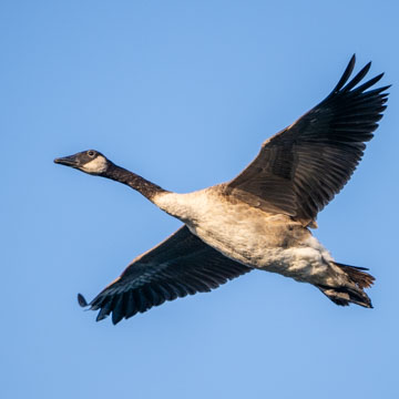 Canada Goose