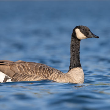 Canada Goose