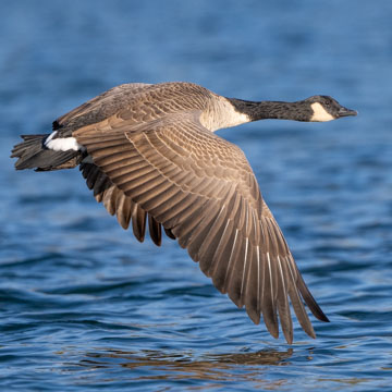 Canada Goose