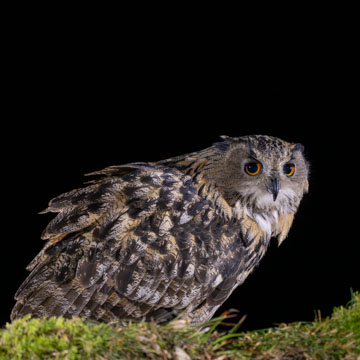 Eurasian Eagle-Owl