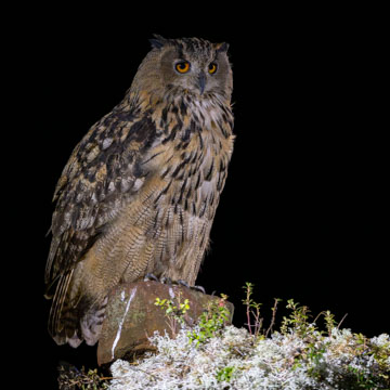 Eurasian Eagle-Owl