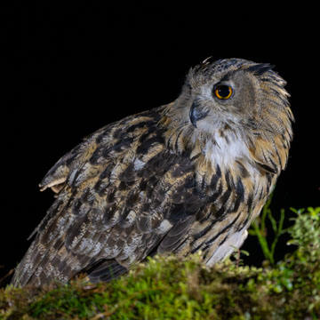 Eurasian Eagle-Owl