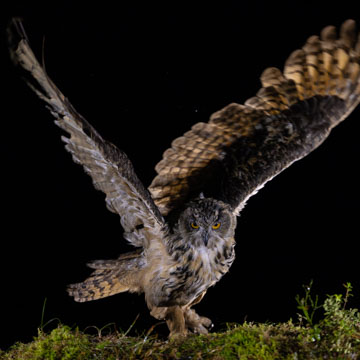 Eurasian Eagle-Owl