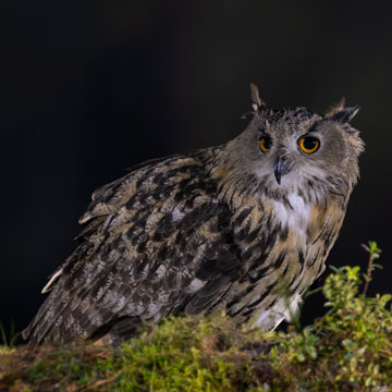 Eurasian Eagle-Owl