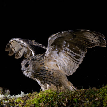 Eurasian Eagle-Owl