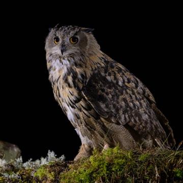 Eurasian Eagle-Owl