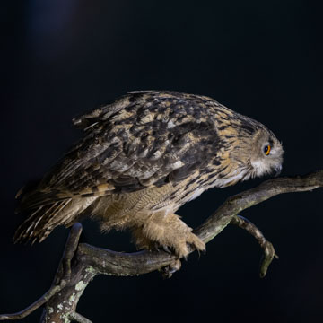 Eurasian Eagle-Owl