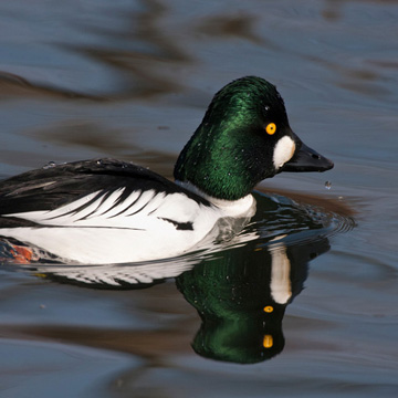 Common Goldeneye