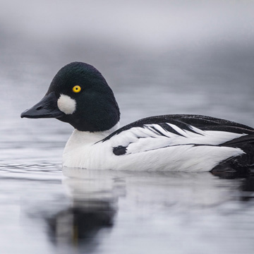 Common Goldeneye