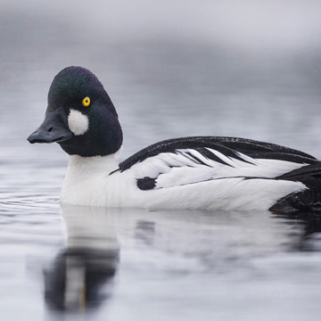 Common Goldeneye