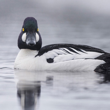 Common Goldeneye