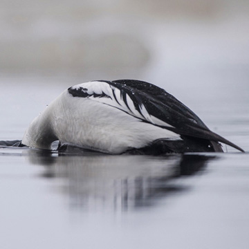 Common Goldeneye