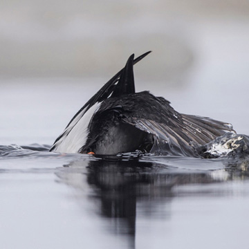 Common Goldeneye