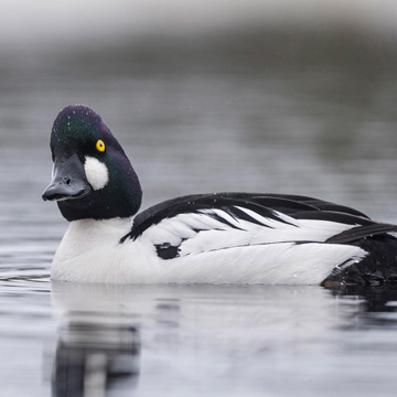 Common Goldeneye