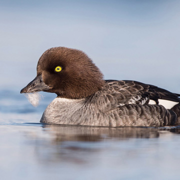 Barrow's Goldeneye