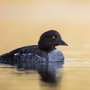 Barrow's Goldeneye