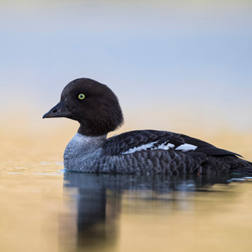 Barrow's Goldeneye