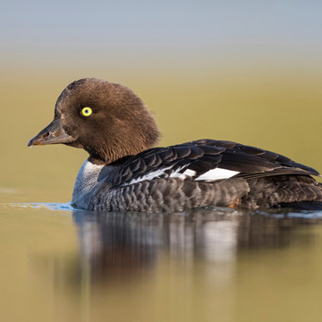 Barrow's Goldeneye