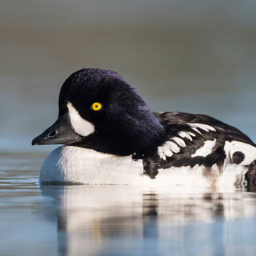 Barrow's Goldeneye