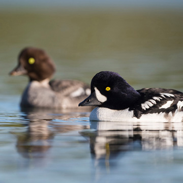 Barrow's Goldeneye