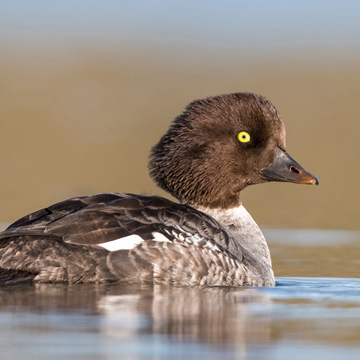 Barrow's Goldeneye