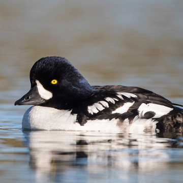 Barrow's Goldeneye